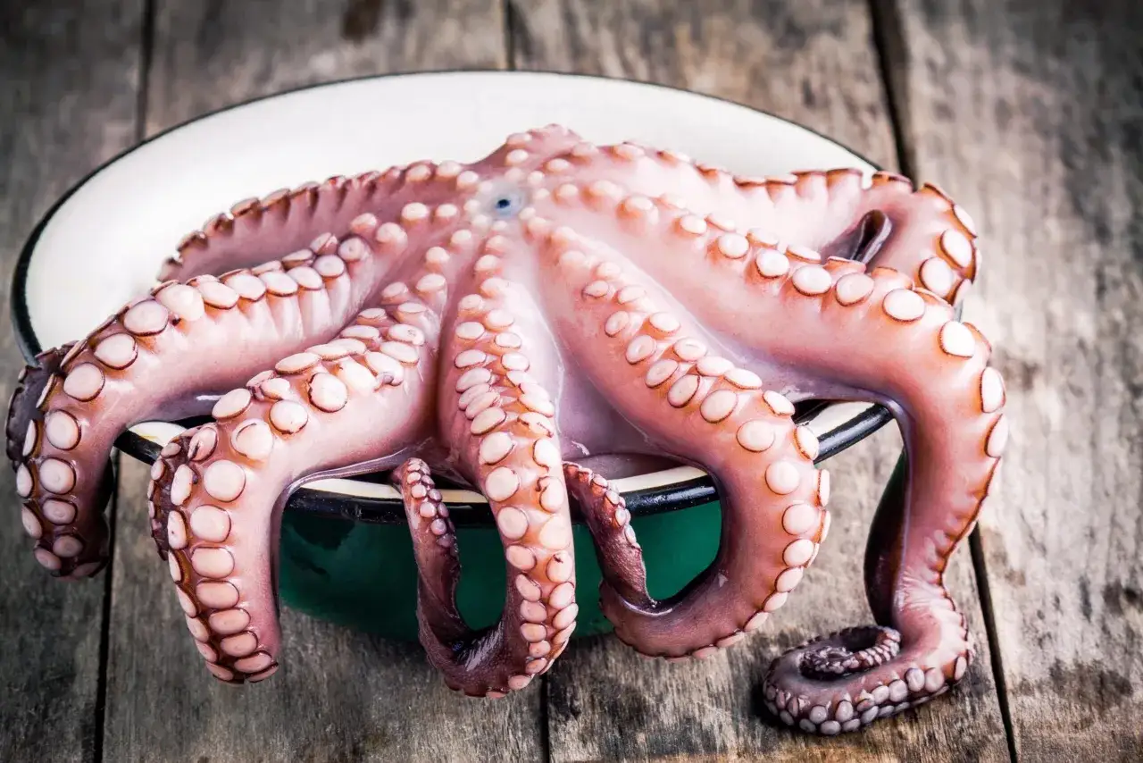 Pulpo fresco listo para cocinar. La temporada pulpo es ideal para disfrutar de este manjar marino.